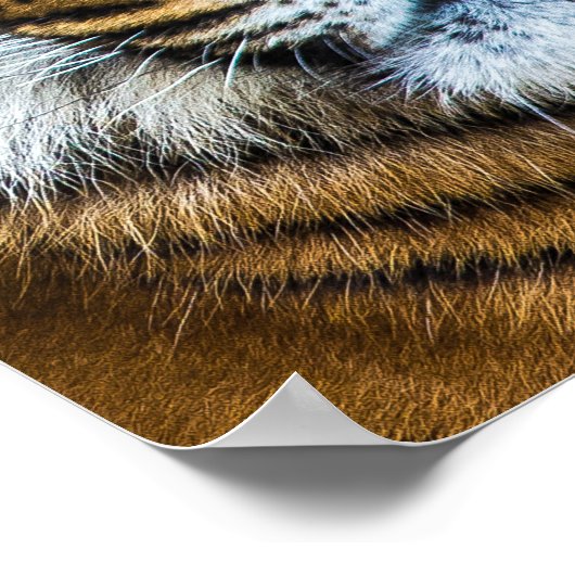 Schönes Tigerfeld Poster (Ecke)