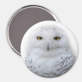 Schönes, traumhaftes und serenschneesicheres Owl Magnet (Vorderseite/Rückseite)