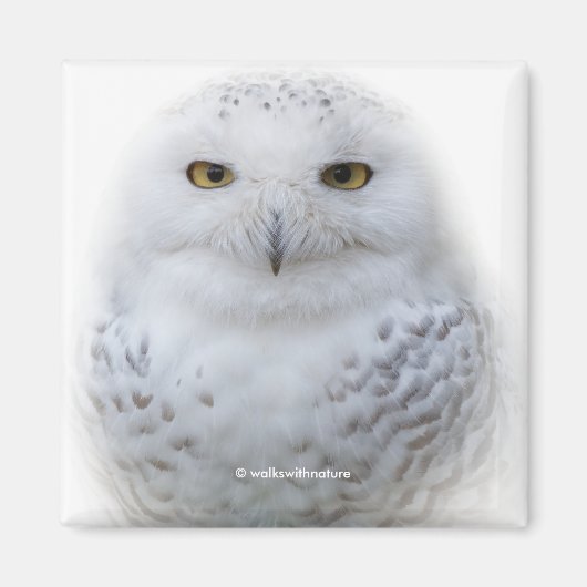 Schönes, traumhaftes und serenschneesicheres Owl Magnet (Vorne)