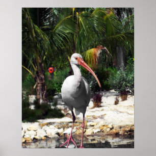 Schönes Tropical Bird Foto Poster