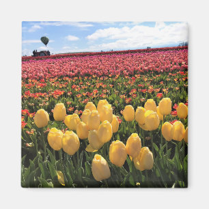Schönes Tulip Field mit Heißluftballon, Oregon Magnet