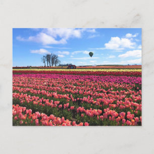 Schönes Tulip Field mit Heißluftballon, Oregon Postkarte