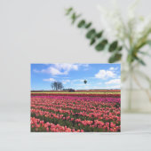Schönes Tulip Field mit Heißluftballon, Oregon Postkarte (Stehend Vorderseite)