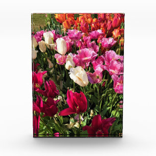 Schönes Tulip Garden Bed. Oregon Fotoblock