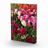 Schönes Tulip Garden Bed. Oregon Fotoblock (Rechts)