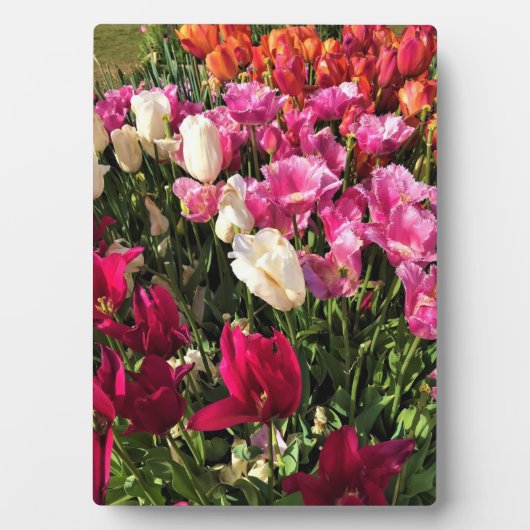 Schönes Tulip Garden Bed. Oregon Fotoplatte (Vorderseite)
