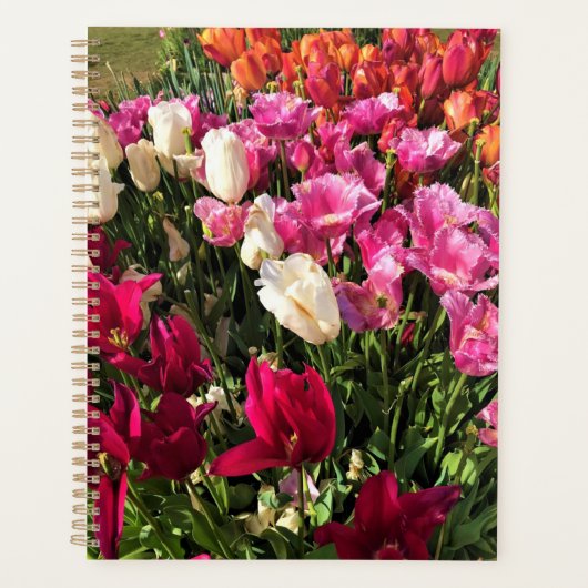 Schönes Tulip Garden Bed. Oregon Planer (Vorderseite)