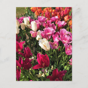 Schönes Tulip Garden Bed. Oregon Postkarte