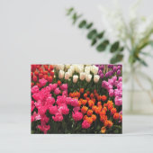 Schönes Tulip Garden Bed. Oregon Postkarte (Stehend Vorderseite)