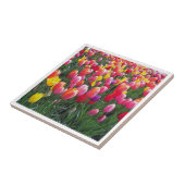 Schönes Tulpe-Foto-Entwurfsfoto Fliese (Seite)