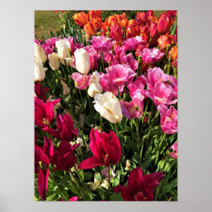 Schönes Tulpenbeet, Oregon Poster