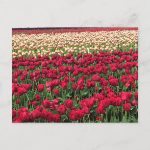 Schönes Tulpenfeld, Oregon Postkarte