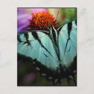 Schönes türkisfarbenes Frack Butterfly Postkarte
