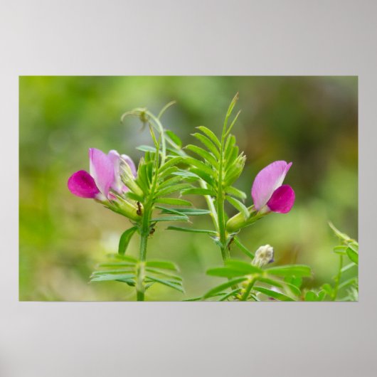 Schönes Twin Everlasting Pea Poster (Vorne)