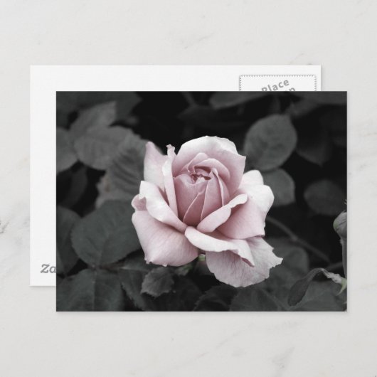 Schönes, verblasstes rosa Rosenprint Postkarte (Vorne/Hinten)