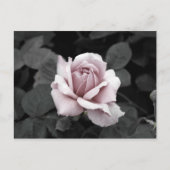 Schönes, verblasstes rosa Rosenprint Postkarte (Vorderseite)