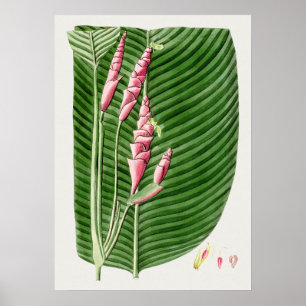 Schönes vintage botanisches Illustrationsposter Poster