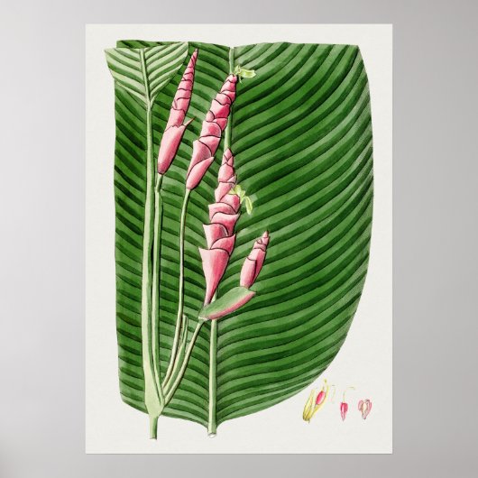 Schönes vintage botanisches Illustrationsposter Poster (Vorne)
