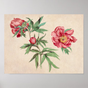 Schönes vintage botanisches Illustrationsposter Poster