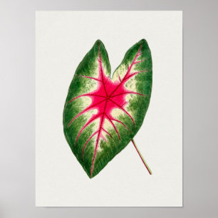 Schönes Vintage-Poster mit botanischer Illustratio Poster