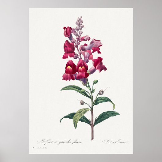 Schönes Vintages botanisches Illustrationspopster Poster (Vorne)
