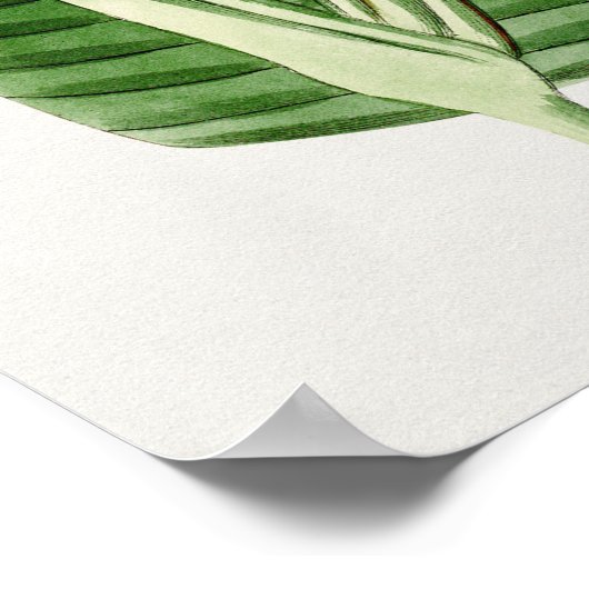 Schönes Vintages botanisches Illustrationspopster Poster (Ecke)