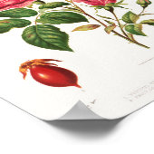 Schönes Vintages botanisches Illustrationspopster Poster (Ecke)