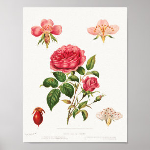 Schönes Vintages botanisches Illustrationspopster Poster