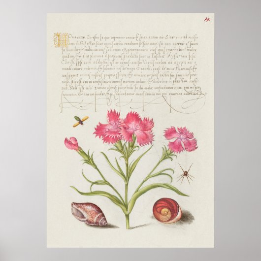 Schönes Vintages botanisches Illustrationspopster Poster (Vorne)