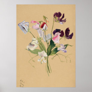 Schönes Vintages botanisches Illustrationspopster Poster