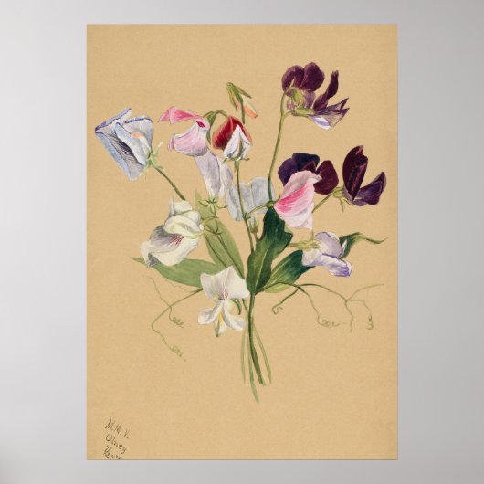 Schönes Vintages botanisches Illustrationspopster Poster (Vorne)