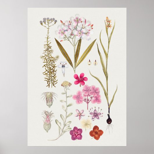 Schönes Vintages botanisches Illustrationspopster Poster (Vorne)