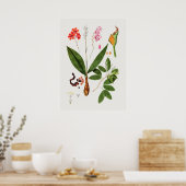 Schönes Vintages botanisches Illustrationspopster Poster (Küche)