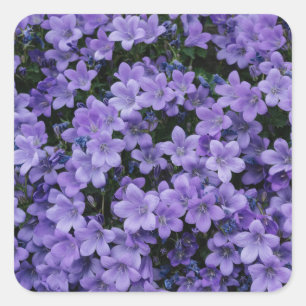 Schönes violettes Blumenaufkleber-Set Quadratischer Aufkleber