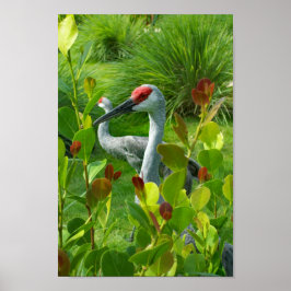 Schönes Vogelfoto von Crane Poster