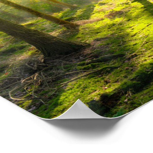 Schönes Waldlicht Poster (Ecke)