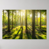 Schönes Waldlicht Poster (Vorne)