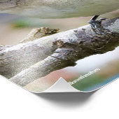 Schönes Warbling Vireo im Pflaumenbaum Fotodruck (Ecke)