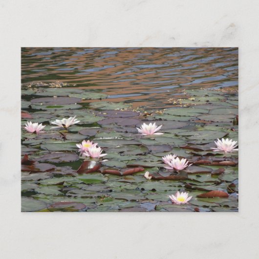 Schönes Wasser Lilies DIY Postkarte (Vorderseite)