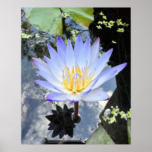 Schönes Water Lilly Foto Poster (Vorne)