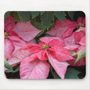 Schönes Weihnachtspoinsettia-Foto Mousepad
