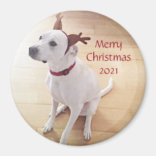 Schönes Weiß Rentier Welpenhund Weihnachten Magnet
