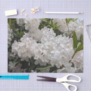 Schönes Weiß Rhododendron Blooms Bloral Seidenpapier