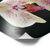 Schönes Weiß & Rosa Orchid mit schwarzem Hintergru Fotodruck (Ecke)