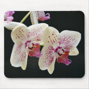 Schönes Weiß & Rosa Orchid mit schwarzem Hintergru Mousepad