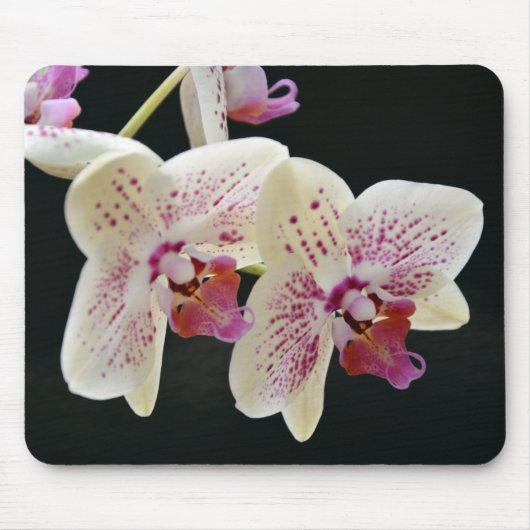 Schönes Weiß & Rosa Orchid mit schwarzem Hintergru Mousepad (Vorne)
