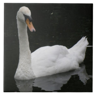 Schönes Weiß Schwan Tile Fliese