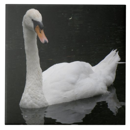 Schönes Weiß Schwan Tile Fliese (Vorderseite)