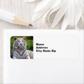 Schönes Weiß-Tiger-Foto (Insitu)