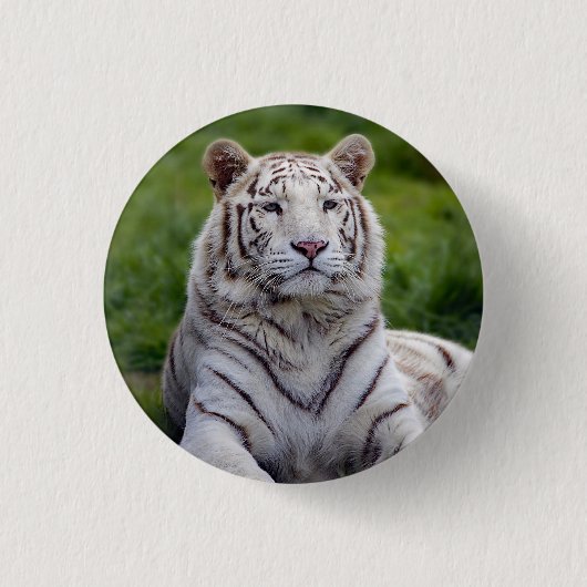 Schönes Weiß-Tiger-Foto Button (Vorderseite)